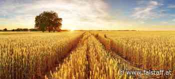 Weizenpreise explodieren