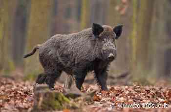 MONCALIERI - I cinghiali arrivano fino al cortile della scuola Manzoni - TorinoSud
