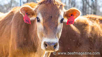 NC State model predicts cross-species contamination risk