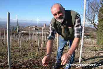 Cia Cuneo: “Soddisfazione per l’ok definitivo al Senato della legge sull’agricoltura biologica” - IdeaWebTv