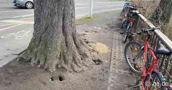 Bonn: Stadt will Ratten-Plage auch digital angehen - General-Anzeiger Bonn