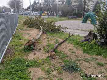Saronno, “Quanto dobbiamo aspettare per la rimozione di due alberelli caduti?” - ilSaronno