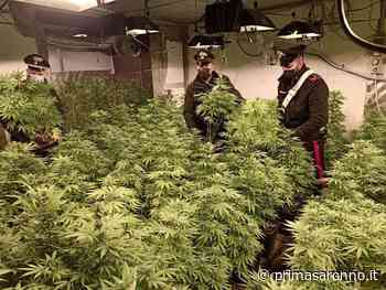 Nel capannone di Corbetta 253 piante di marijuana - Prima Saronno