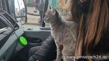 Haustiere auf der Flucht: Wenn Katzen und Hunde in Flüchtlings-Bussen ankommen