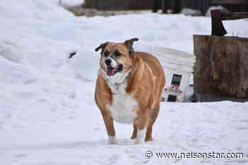 Quesnel dog moving along her weight loss journey – Nelson Star - Nelson Star