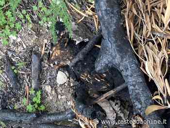 Orrore nelle campagne di Sestu: "Resti di cani o gatti bruciati, vicino c'è la colonia felina di San Gemiliano" - Casteddu Online