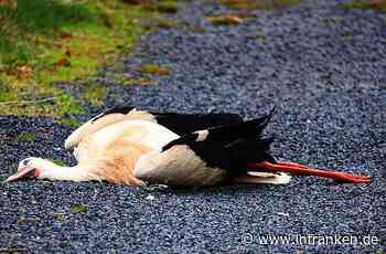 Toter Storch in Lahm: Todesursache steht fest