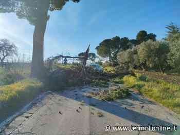 Cade albero tra Campomarino e Nuova Cliternia, traffico deviato dalla SP 161 - Termoli Online