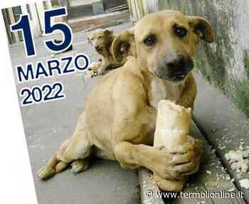 Termoli: Torna la raccolta alimentare di Oipa Termoli per aiutare gli amici a quattro zampe - Termoli Online