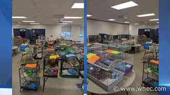 Lollypop Farm dealing with 500+ animals after DEC/USDA investigation