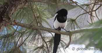 Calgarians one step closer to choosing the city’s official bird