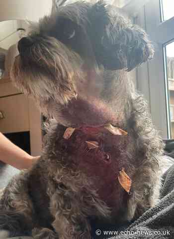 Dog suffers a broken neck in attack in Basildon park | Echo - Southend Echo
