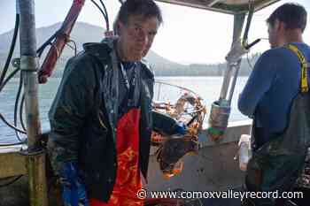 Tofino crab fishery rocked by rights transfer pleading for federal help – Comox Valley Record - Comox Valley Record