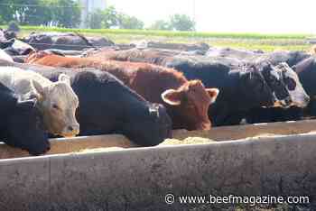 Cattle feeding returns still strong