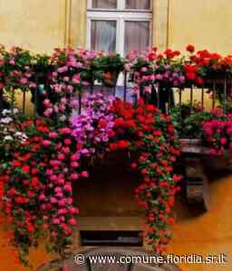 Bando di concorso " Balcone fiorito lions 2022" - Comune di Floridia