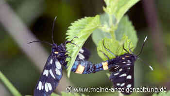 Brennnesseln nicht entsorgen: Pflanze als Superfood und im Garten nutzen