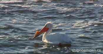 Meewasin Valley Authority awaits return of pelicans to the South Saskatchewan River