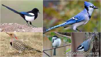 Calgary councillor's suggestion that citizens choose an official bird takes flight | CTV News - CTV News Calgary