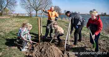 Nieuwe bomen herstellen het iconische lint van groene bakens langs de Maas - De Gelderlander