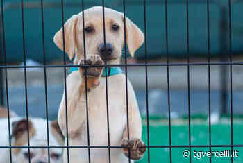 Emergenza animali in Ucraina: Borgosesia organizza una raccolta cibo - tgvercelli.it