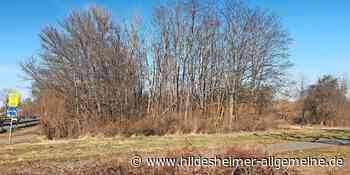 Hildesheim: 40 Bergahornbäume werden gefällt - www.hildesheimer-allgemeine.de