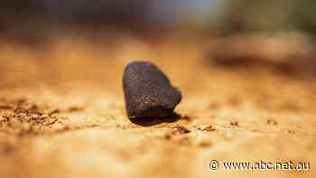 Freshly fallen meteorite found on the Nullarbor