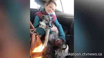 Saskatoon woman aids mission to rescue pets from war-torn Ukraine