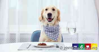Vegan Dog Food Sales Surge By 600% In Just 6 Months At UK Start-Up - Plant Based News