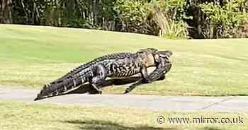 Gigantic 20-foot cannibal alligator carried off love rival before 'eating it'