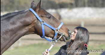 Palio di Siena, amessi all'Albo 141 cavalli - Corriere di Siena