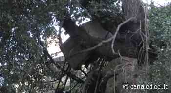 Ardea, lavatrici sugli alberi: il viaggio nella discarica vicina al centro storico (VIDEO) - Canale Dieci