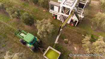 Most Aussies have it in their pantry but how much do you really know about olive oil?