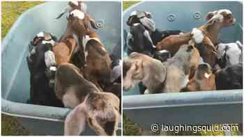 Woman Uses a Wheel Barrow to Transport a Herd of Baby Goats Back to Their Nursing Mothers - Laughing Squid