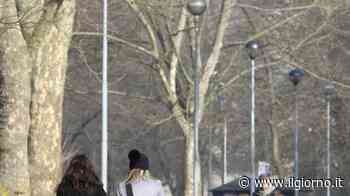 Rinascita dei Boschetti Reali di Monza, il Comune ci riprova - IL GIORNO