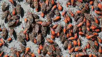 Boxelders lingering in your home even after this bitter winter? Here's why