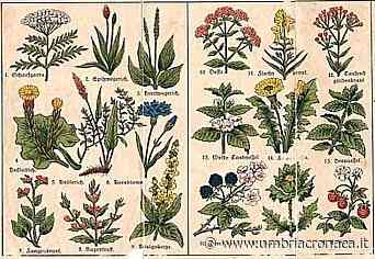 Foligno, “Erbe officinali, spezie e droghe. Viaggio tra storia, magia e scienza” - Il quotidiano che racconta l'Umbria - Umbria Cronaca