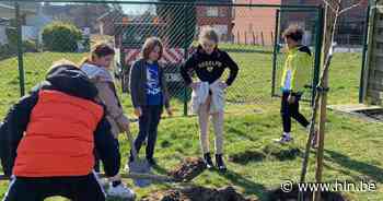 Leerlingen planten klimaatbomen aan basisschool Het Appelmanneke in Hoepertingen - Het Laatste Nieuws