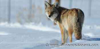 Tips for keeping coyotes away from your property during denning season - durhamradionews.com