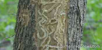 Oshawa replacing hundreds of trees impacted by invasive insects - durhamradionews.com