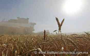 Rusia prohíbe los envíos de cereales - El Sol de Cuernavaca