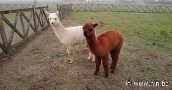 Verplichte registratie kameelachtigen | Tielt-Winge | hln.be - Het Laatste Nieuws