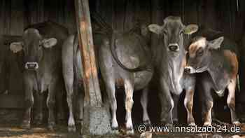 Kühe halb verdurstet – 2000 Euro Strafe für einen Landwirt aus dem Landkreis Mühldorf