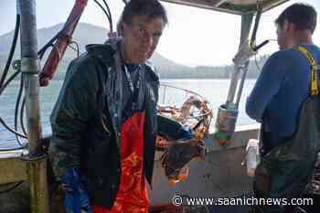 Tofino crab fishery rocked by rights transfer pleading for federal help – Saanich News - Saanich News