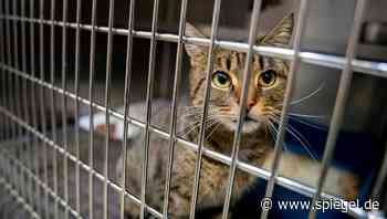 Augsburg: Katze steckt fest – Feuerwehr baut Auto auseinander - DER SPIEGEL