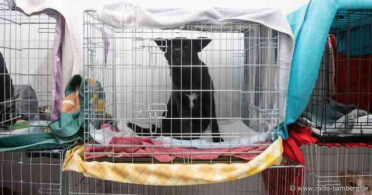 Tierheime suchen Unterkünfte für ukrainische Haustiere
