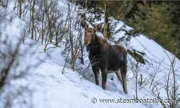 'Very aggressive moose' closes ski run at Beaver Creek - Steamboat Pilot & Today