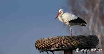 Ooievaar Webbekoms Broek zit opnieuw op zijn vertrouwde nestje - Het Laatste Nieuws