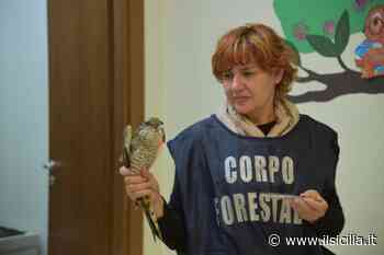Sparviero ferito ad un’ala a Pantelleria: soccorso dai Forestale - ilSicilia.it