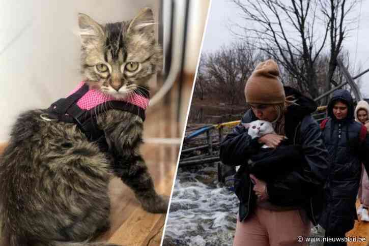 Waarom was katje Lee uit Peru zo veel gevaarlijker dan poes Boris uit Oekraïne?