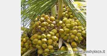 India: dopo le abbondanti piogge si prevede un raccolto eccezionale di noci di cocco - Freshplaza.it
